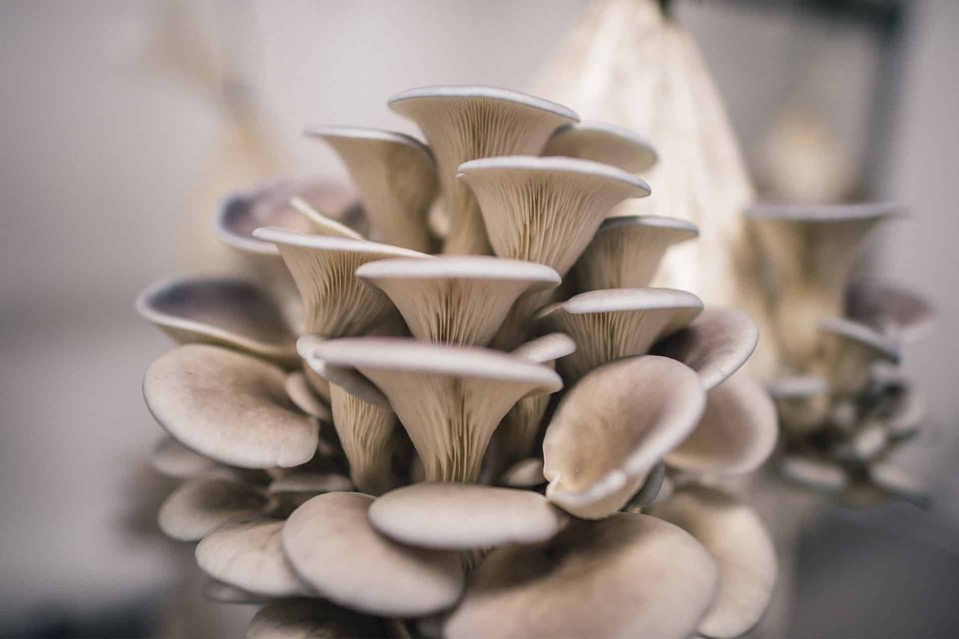 Mushroom harvesting